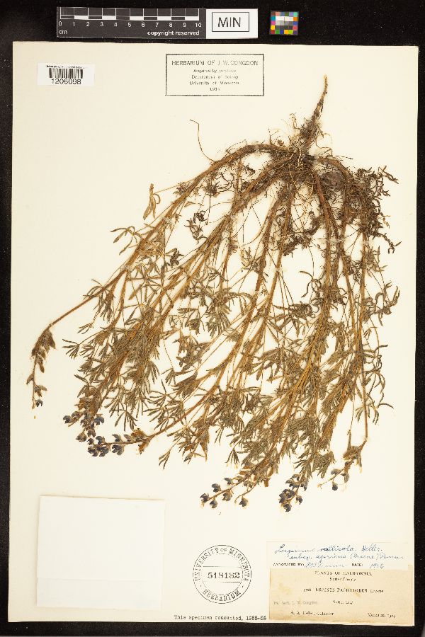 Lupinus vallicola image