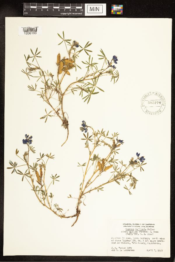 Lupinus vallicola subsp. apricus image