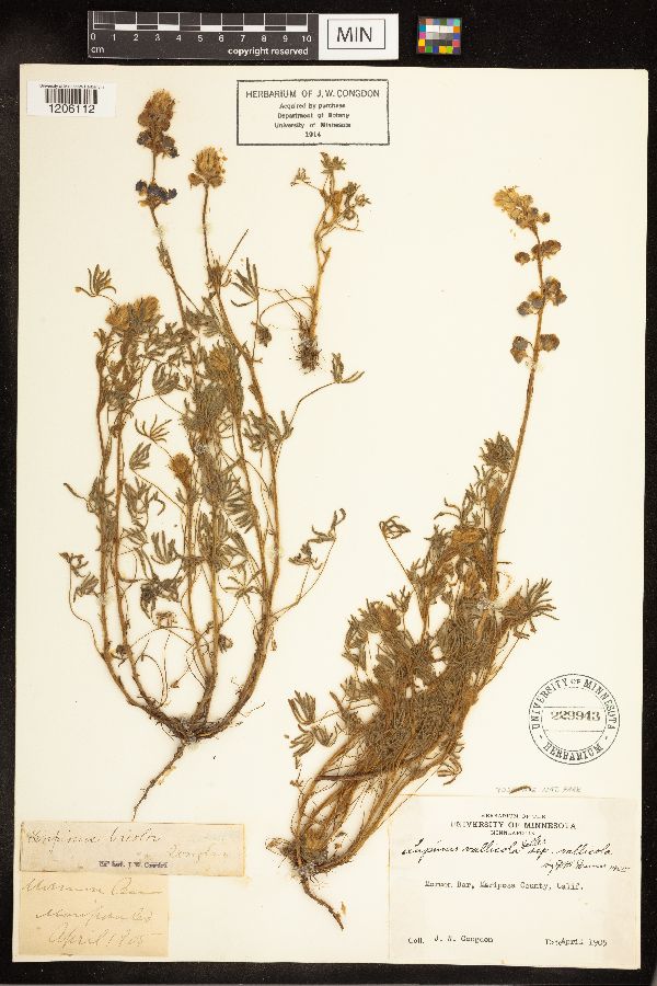 Lupinus vallicola var. vallicola image