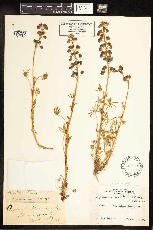 Lupinus vallicola var. vallicola image