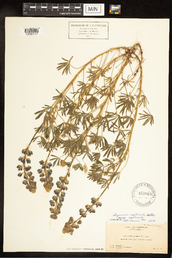 Lupinus vallicola image