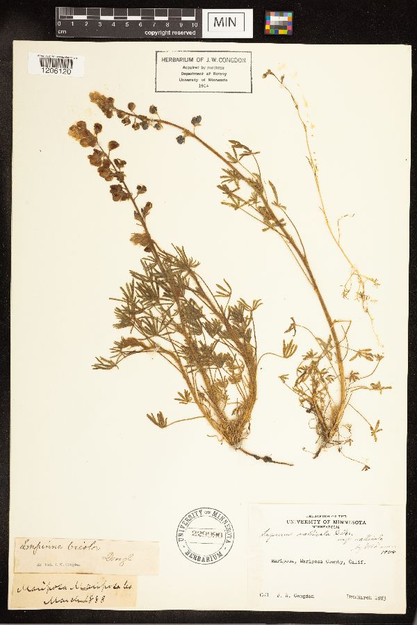 Lupinus vallicola image