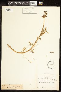 Lupinus vallicola image