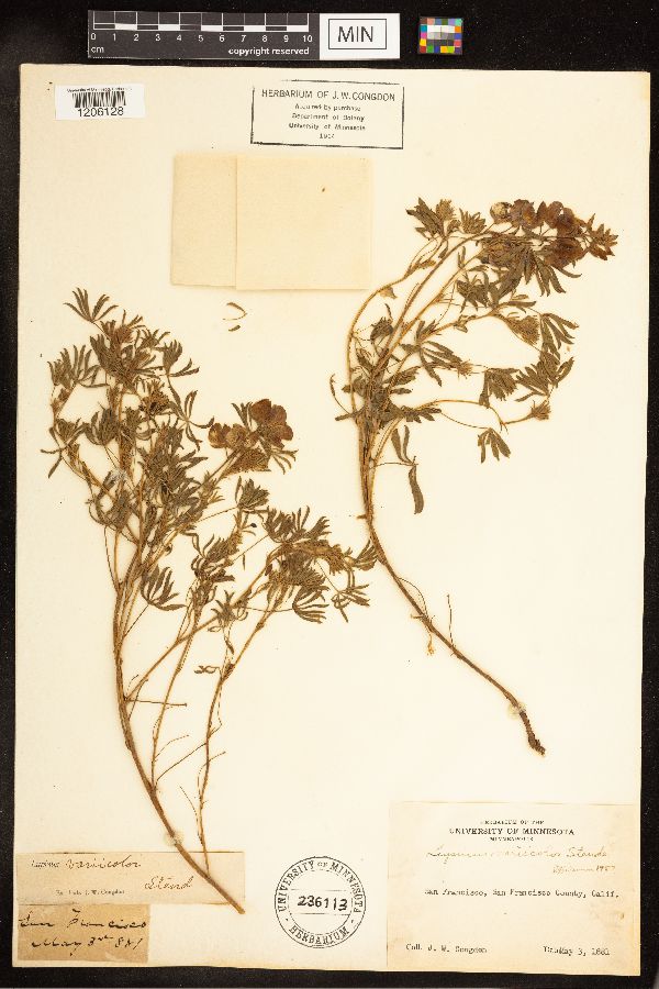 Lupinus variicolor image