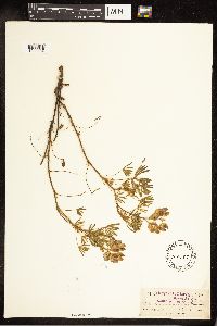 Lupinus variicolor image
