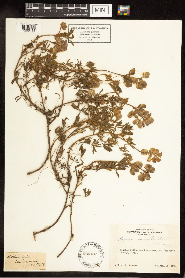 Lupinus versicolor image