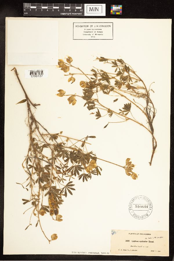 Lupinus versicolor image