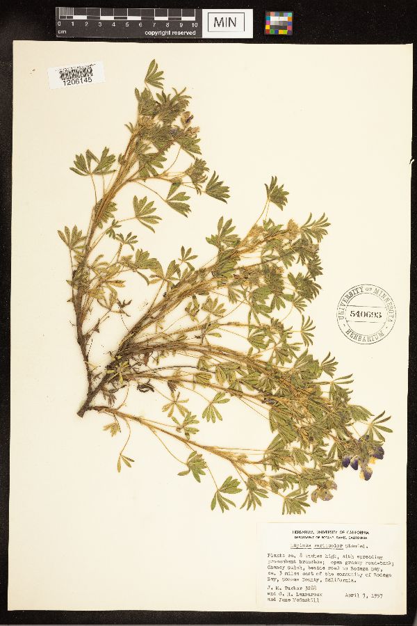Lupinus versicolor image