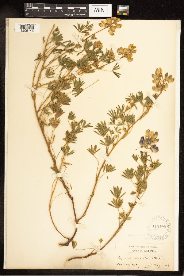 Lupinus versicolor image
