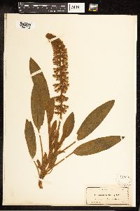 Lupinus villosus image