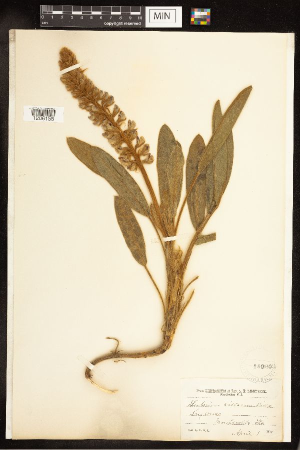 Lupinus villosus image