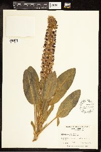 Lupinus villosus image