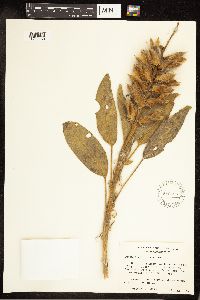 Lupinus villosus image