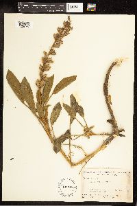Lupinus villosus image