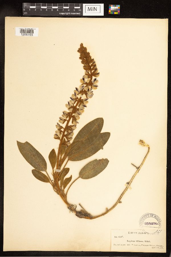 Lupinus villosus image