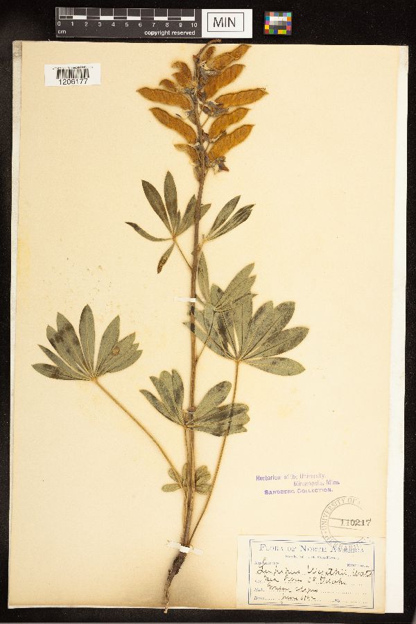 Lupinus polyphyllus var. humicola image