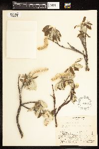 Salix alaxensis image