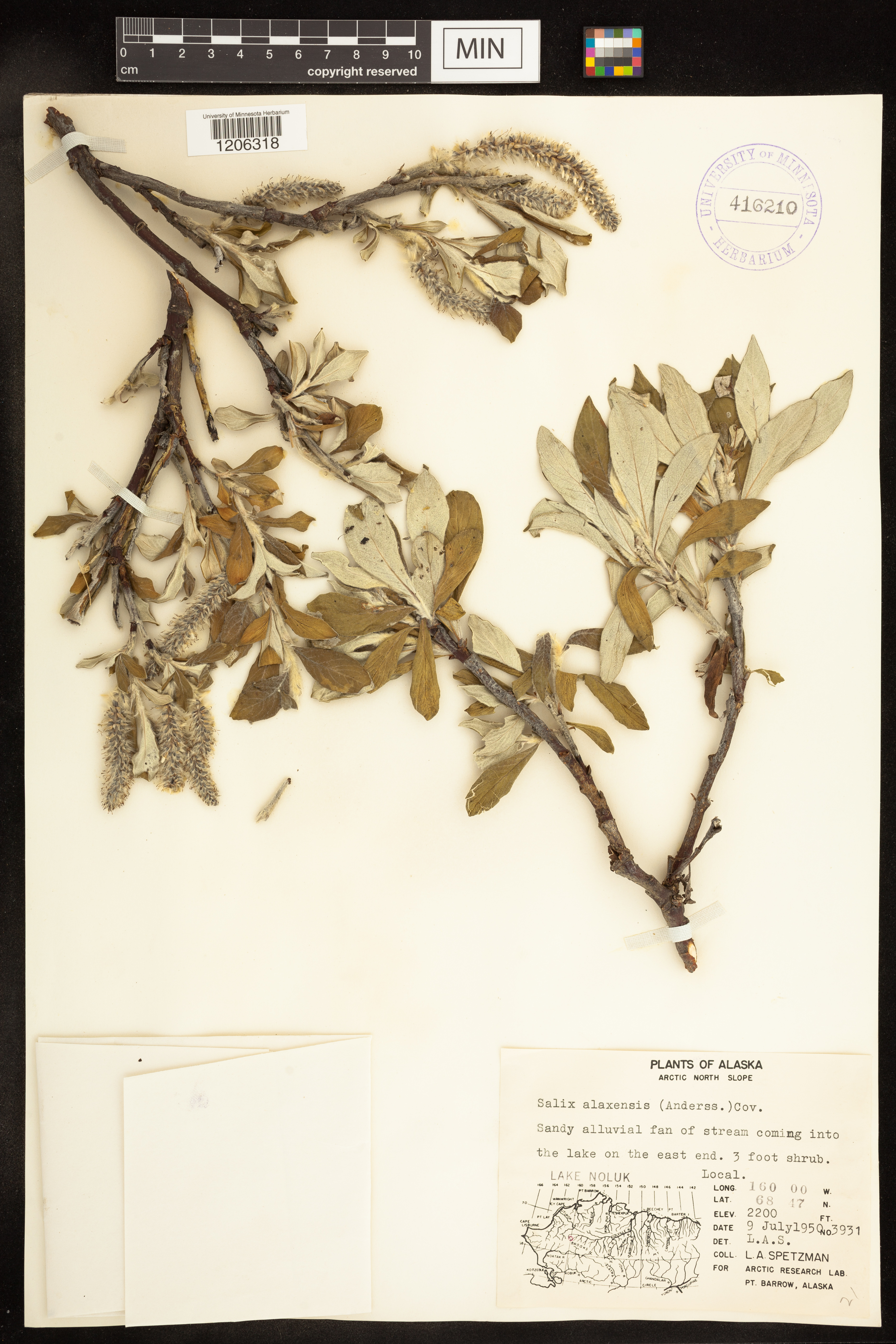 Salix alaxensis image