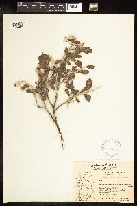 Salix alaxensis var. alaxensis image