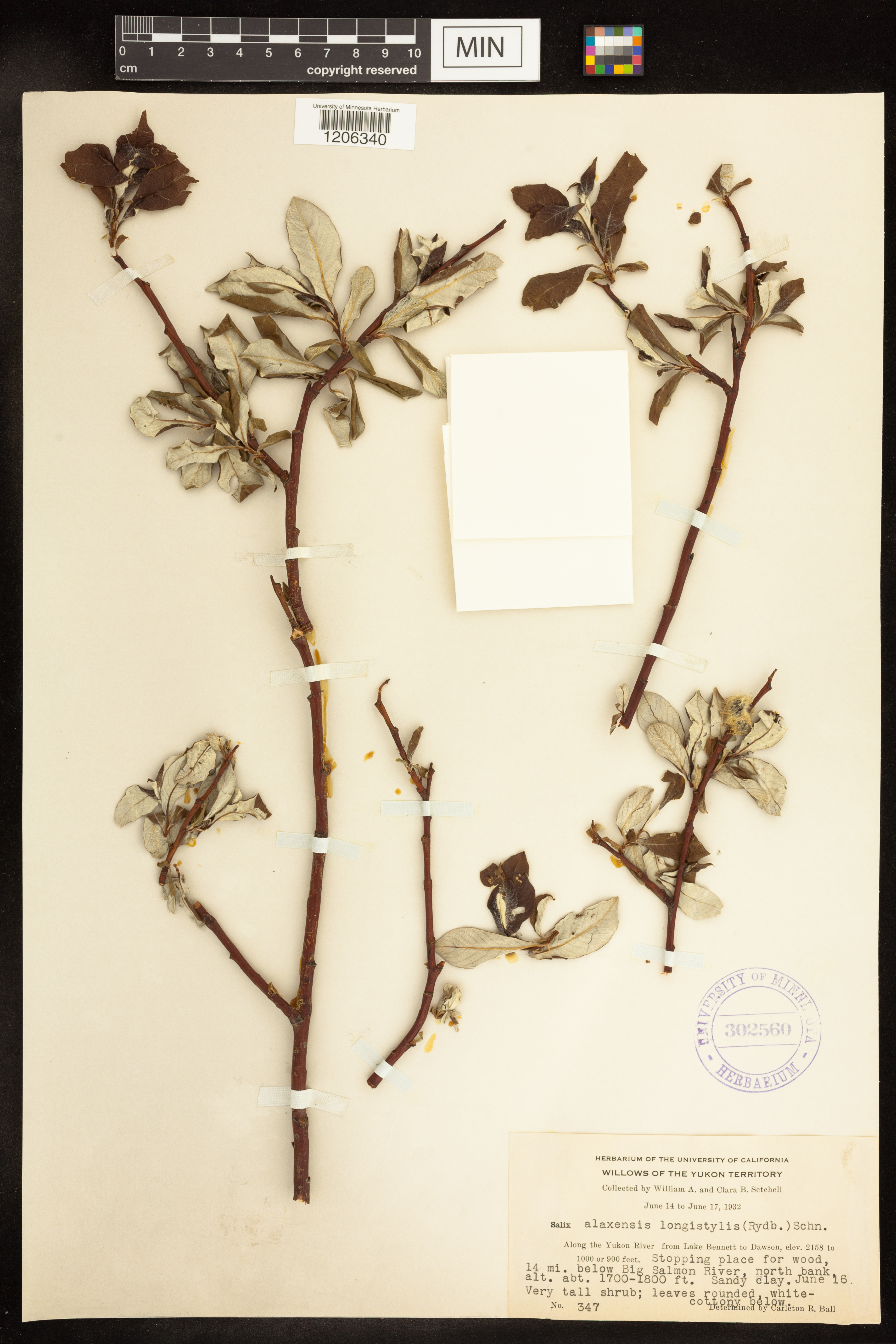 Salix alaxensis subsp. longistylis image