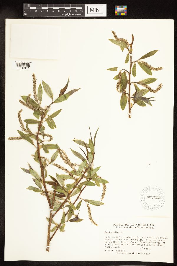 Salix alba image