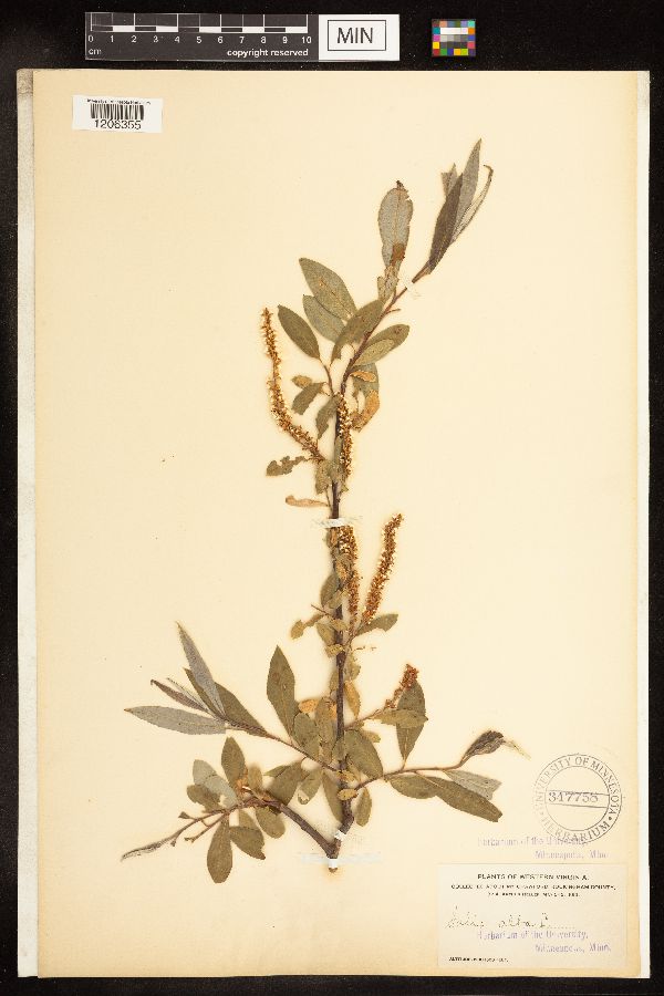 Salix alba image