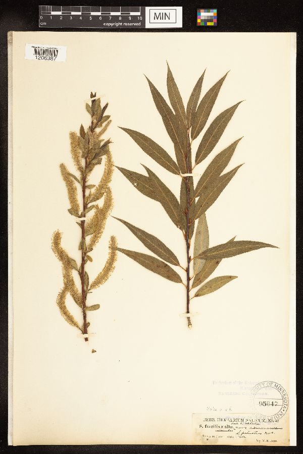 Salix alba x fragilis image