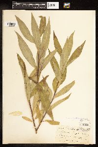 Salix alba x fragilis image