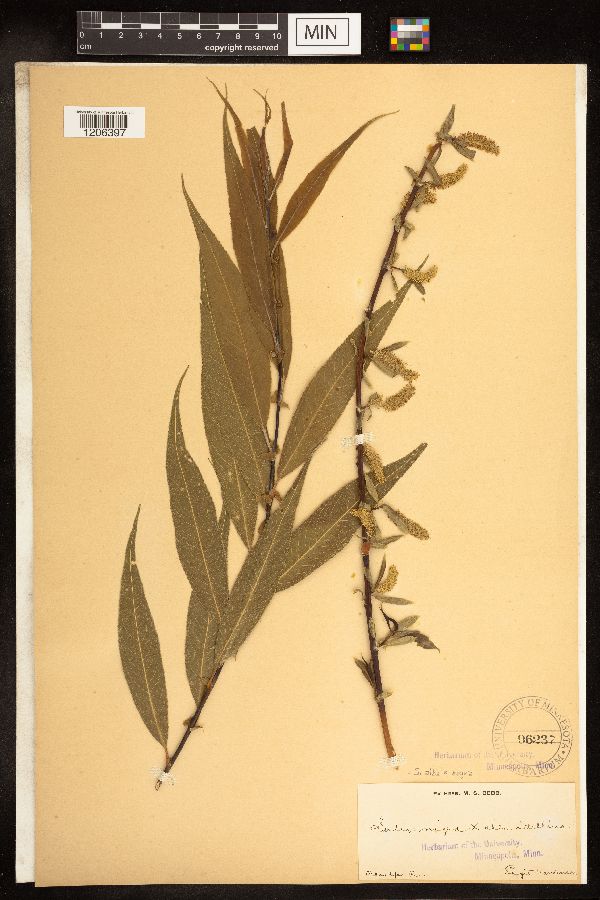 Salix alba x nigra image