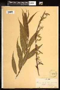 Image of Salix alba x nigra