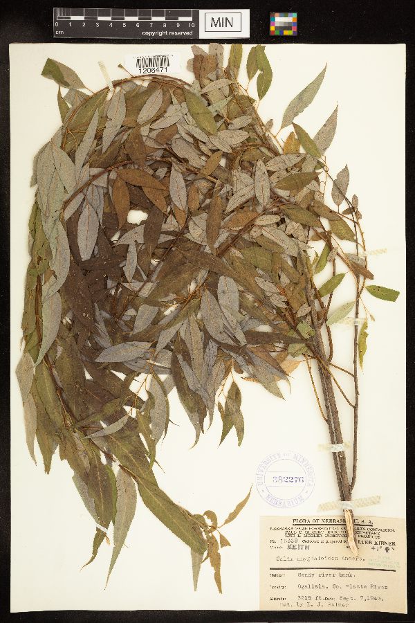 Salix amygdaloides image