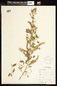 Salix amygdaloides image