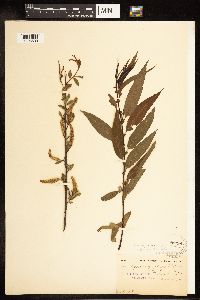 Image of Salix amygdaloides x nigra
