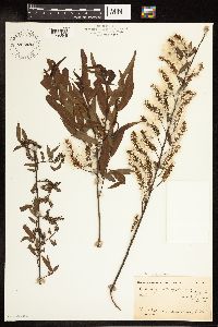 Salix amygdaloides x nigra image