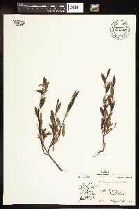 Salix arbusculoides image