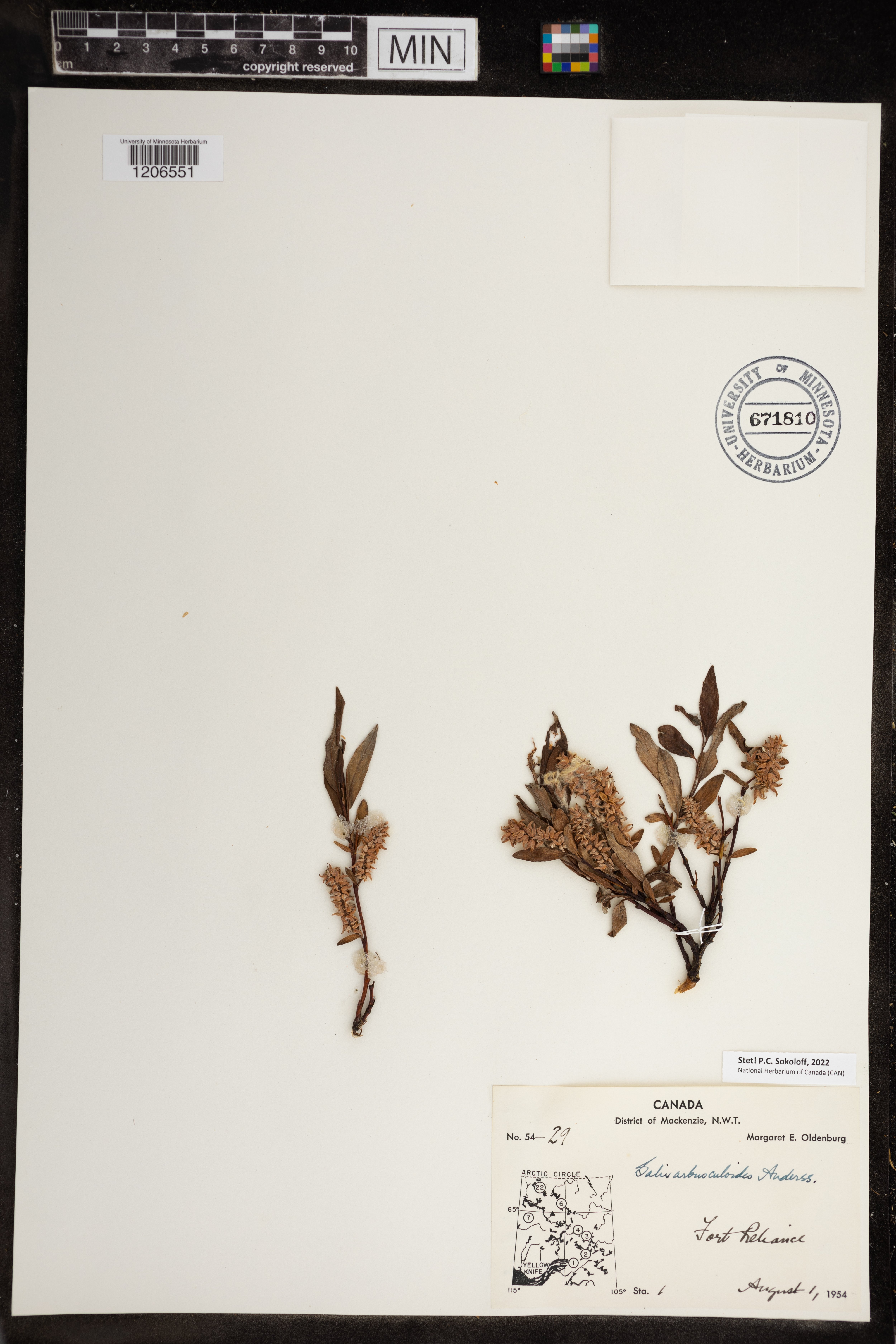 Salix arbusculoides image