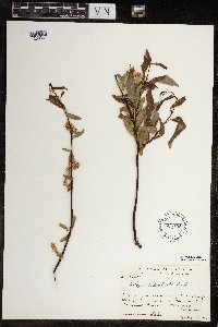 Salix arbusculoides image