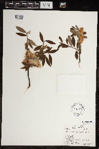 Salix arbusculoides image