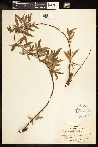 Salix arbusculoides image