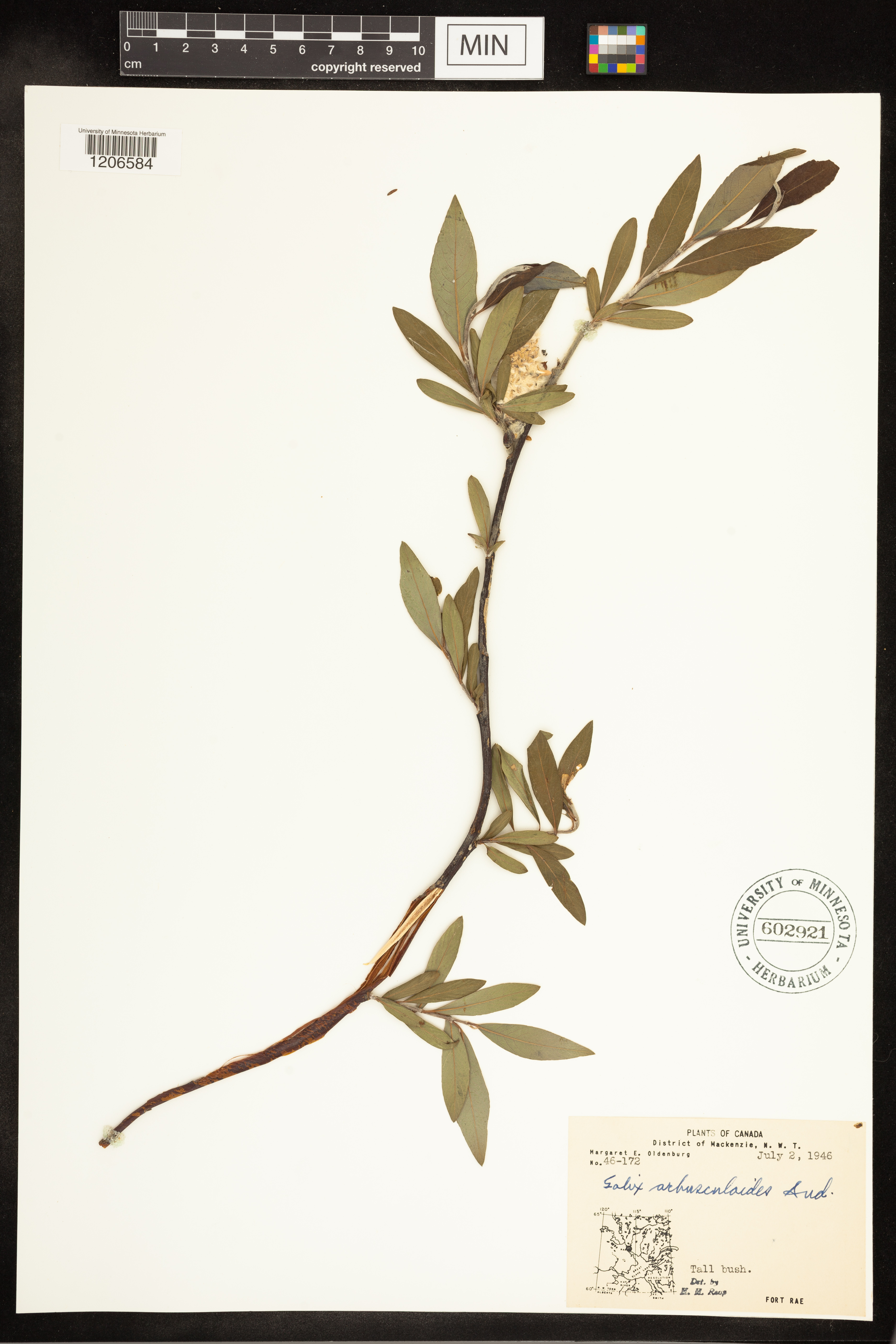 Salix arbusculoides image