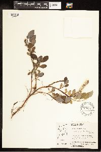 Salix arctica image