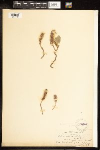 Salix arctica image