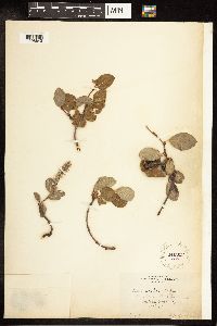 Salix arctica image