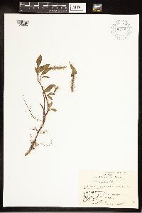 Salix arctica image