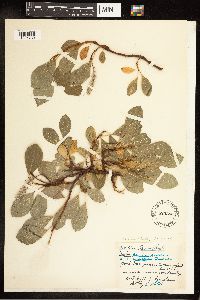 Image of Salix arctica x barclayi
