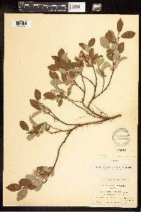 Image of Salix arctica x pedicellaris
