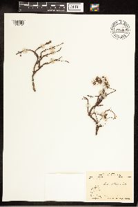 Salix arctophila image