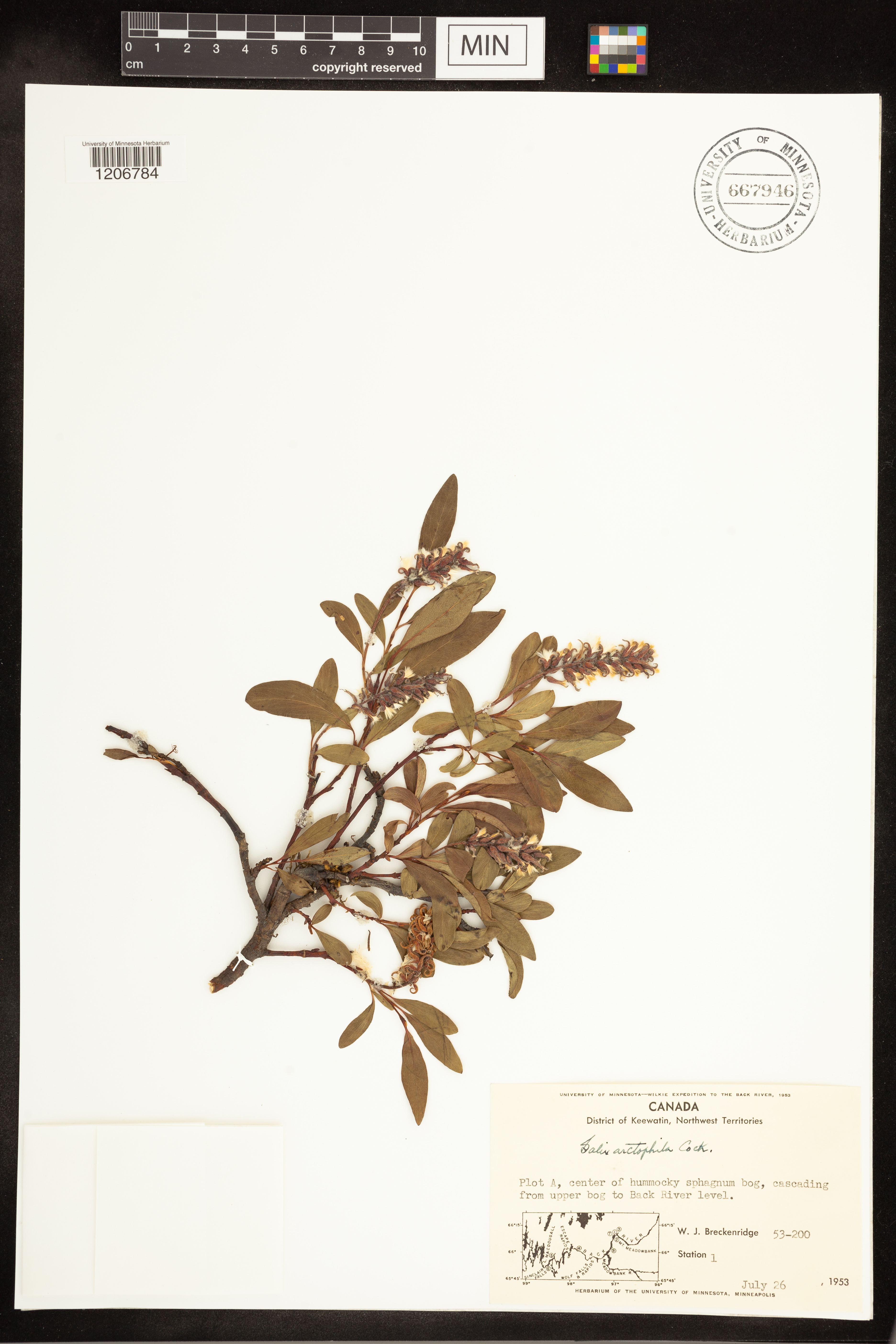 Salix arctophila image