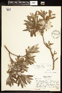 Image of Salix argusii