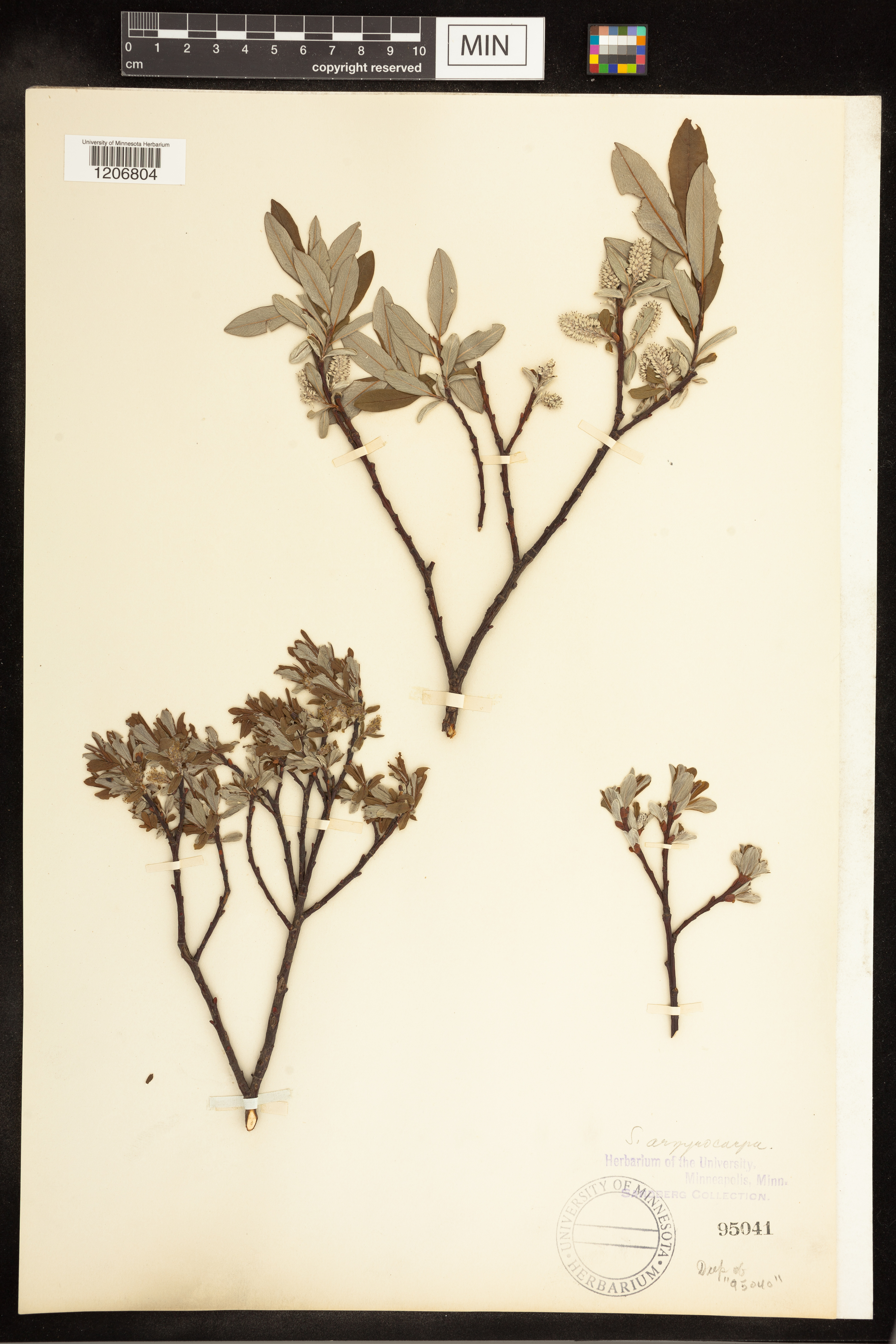 Salix argyrocarpa image